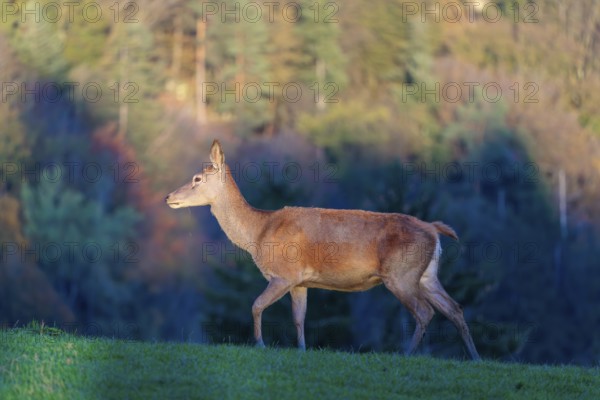 A red deer hind (Cervus elaphus) runs across a meadow on top of a hill in the beautiful morning