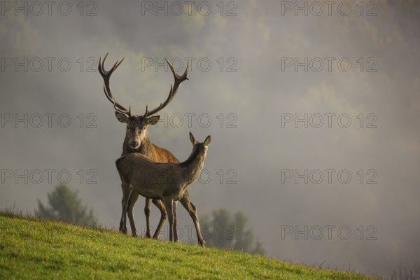 A red deer stag (Cervus elaphus) and a hind are standing in a meadow in hilly terrain. A forest