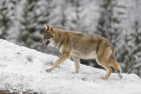 A young grey wolf (Canis lupus lupus) runs across the sloping, snow-covered meadow at the edge of a
