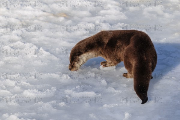 On a sunny day an otter (Lutra lutra) runs across the snow-covered frozen river and sniffes on the