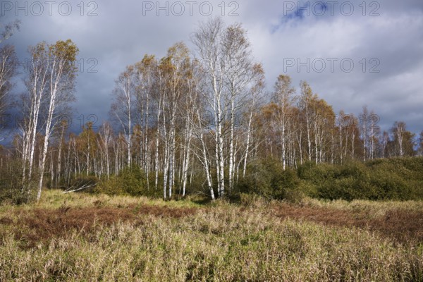 Bog birch (Betula pubescens), in front of a dark sky, Federsee lake nature reserve, UNESCO World