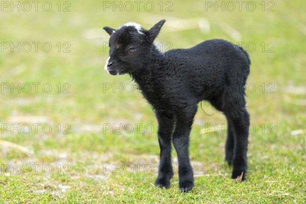 Domestic sheep (Ovis orientalis aries), lamb, with black fur standing on a meadow, Bavaria,