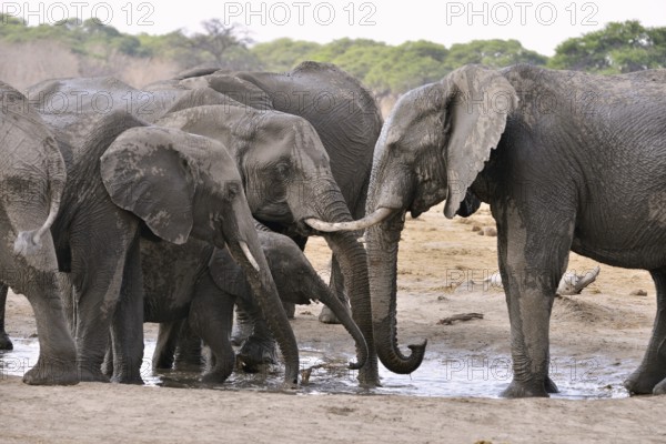 Elephants (Loxodonta africana) drinking at a waterhole, near Somalisa, Hwange National Park,