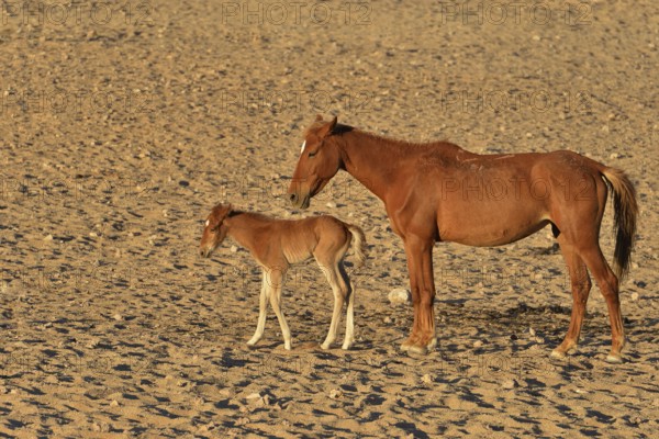 Desert Horses, Namib desert horses or Namibs (Equus ferus), mother and foal, Garub near Aus, Karas