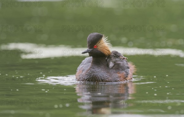 Black-necked Grebe (Podiceps nigricollis) with young bird in plumage on the back, swims in the
