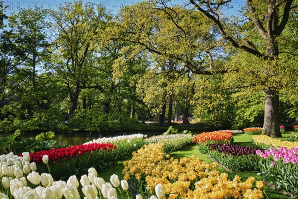 Blooming pink tulips flowerbeds in Keukenhof flower garden, also known as the Garden of Europe, one