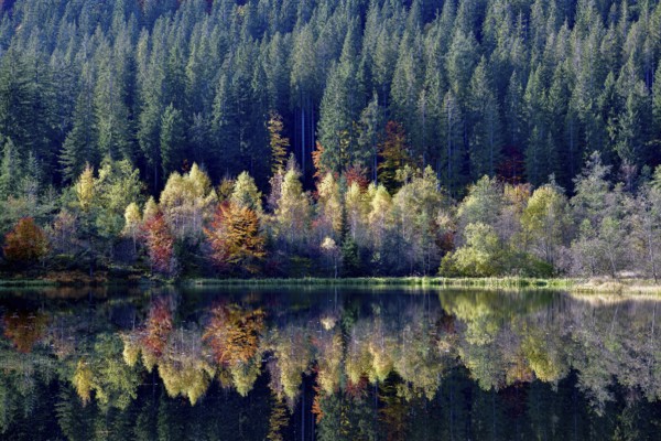Trees reflected in the Sankenbachsee, Karsee, autumn, near Baiersbronn, Freudenstadt district,