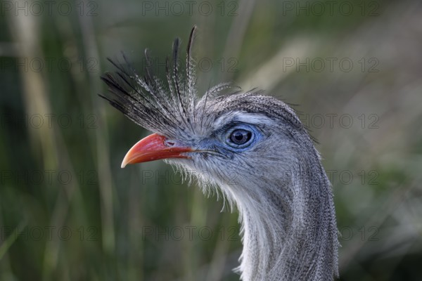 Red-legged seriema (Cariama cristata) at the breeding station of the Conservation Land Trust at the