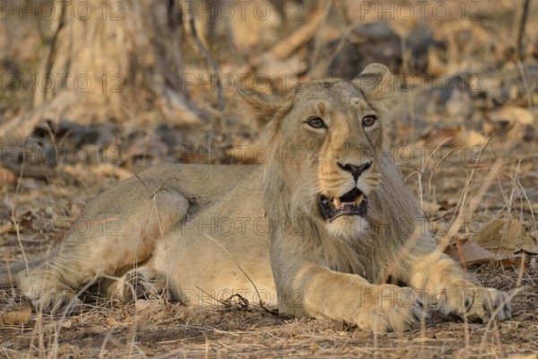 Asiatic Lion (Panthera leo persica), young male, Gir Forest National Park, Gir Sanctuary, Gujarat,