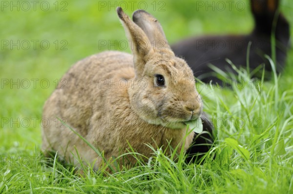 A brown rabbit sits on a green meadow and chews a leaf, domestic rabbit (Oryctolagus cuniculus