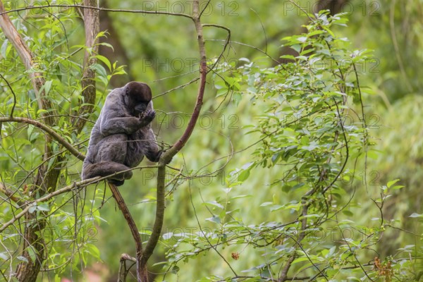 A common woolly monkey, brown woolly monkey, or Humboldt's woolly monkey (Lagothrix lagothricha)