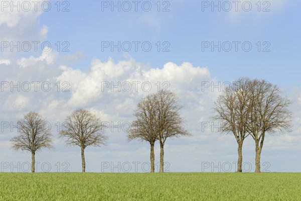 Row of trees, bare lime trees (Tilia) on a green grain field, blue cloudy sky, North