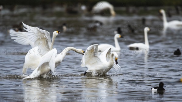 Tundra Swan, Bewick's Swan, Cygnus columbianus at winter in Slimbridge, England, United Kingdom,