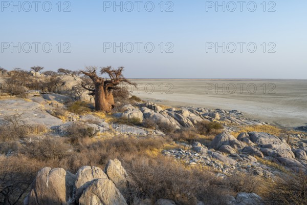 African baobab or baobab tree (Adansonia digitata), between round rocks, at sunrise, Kubu Island