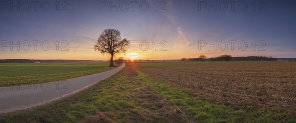 View along a road to a solitary tree in an agricultural environment with blue sky streaked with