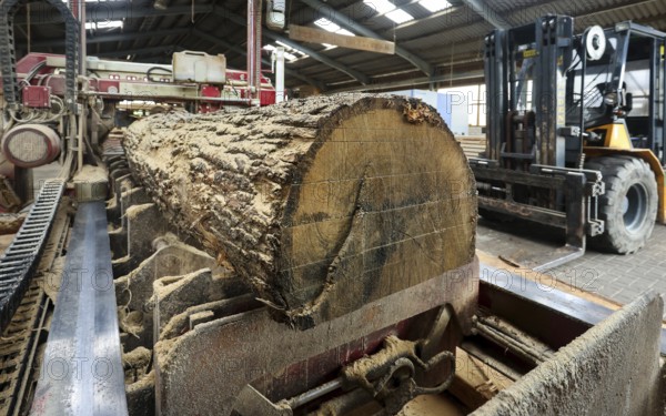 Solingen, North Rhine-Westphalia, Germany - Oak logs on the bandsaw in the sawmill, construction