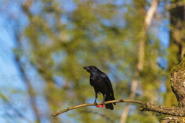 One carrion crow (Corvus corone), sitting high up in a tree in bright sunlight with a blue sky in