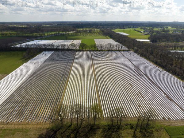 Wesel, North Rhine-Westphalia, Germany, Harvest workers from Eastern Europe harvest the first