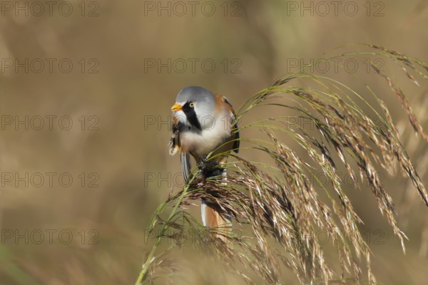 Bearded tit or reedling (Panurus biarmicus) adult male bird preening on a reed seedhead in a