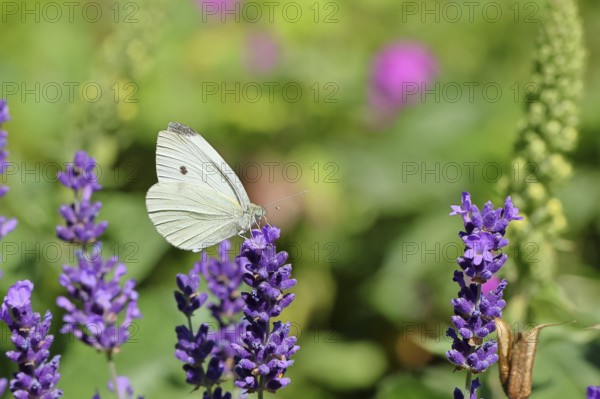 A Cabbage butterfly (Pieris brassicae) sucking nectar on the flower of true lavender (Lavandula