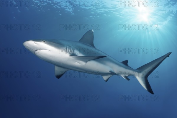 Grey reef shark (Carcharhinus amblyrhynchos), shark backlit by the sun, Great Barrier Reef, Great