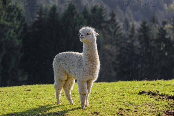 One young white Alpaca (Vicugna pacos) stands on a green meadow . A forest is in the distant