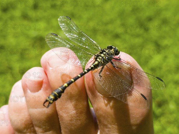 Onychogomphus forcipatus (Onychogomphus forcipatus) sitting on foot toe, Lake Neubeur, Bavaria,