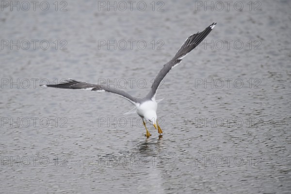 Yellow-legged gull (Larus michahellis) landing in the water, Düne, Helgoland, Schleswig-Holstein,