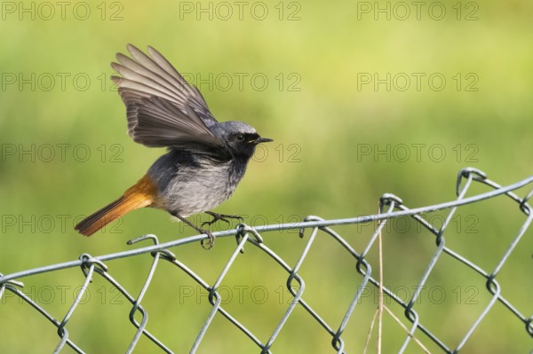 A redstart (Phoenicurus ochruros), male, with wings upstretched on a wire mesh fence against a