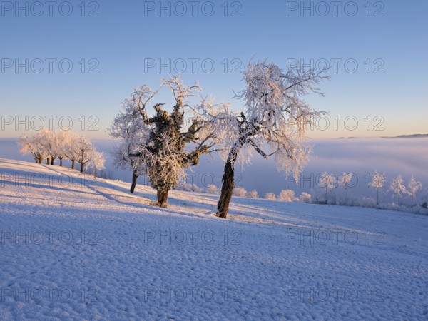 Trees in the rough in the light of the rising sun, behind the sea of fog over the Reuss valley,