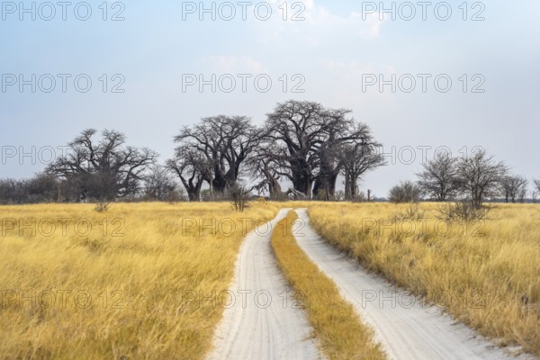 Road, track between yellow dry grass leads to Baobabs, Baine's Baobabs, Nxai Pan National Park,