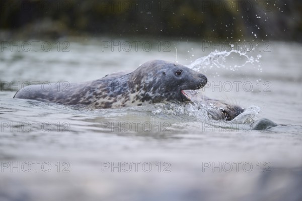 Grey seal (Halichoerus grypus) playing with each other in the water, sea, Düne, Helgoland,