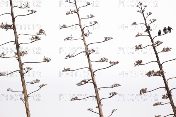 Unicoloured Starling (Sturnus unicolor), small group on a dead inflorescence of an Agave (Agave),
