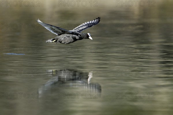 Eurasian Coot (Fulica atra), adult bird flying over the water, Flachsee, Canton Aargau,