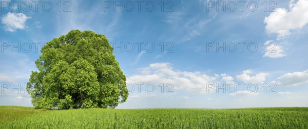 Green grain field with large solitary lime tree under a blue sky in spring, Sangerhausen,