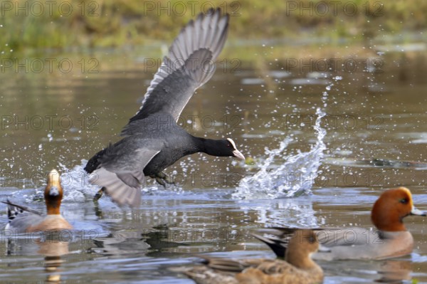 Eurasian coot, common coot (Fulica atra) running with lobed feet over water surface of pond among