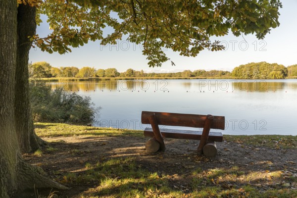 Bench on the bank with a view of the Dippelsdorf pond, Friedewald, Moritzburg, Saxony, Germany,