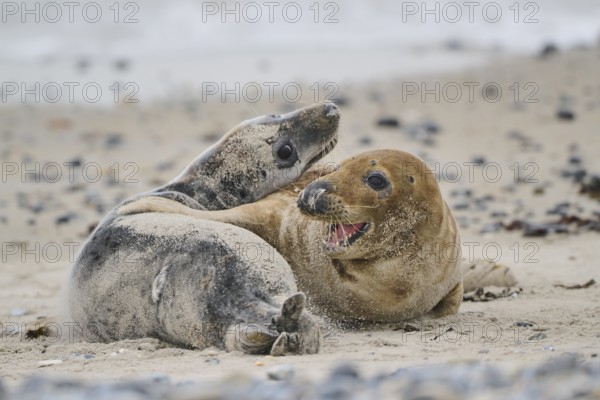 Grey seal (Halichoerus grypus) playing with each other on the beach, Düne, Helgoland,