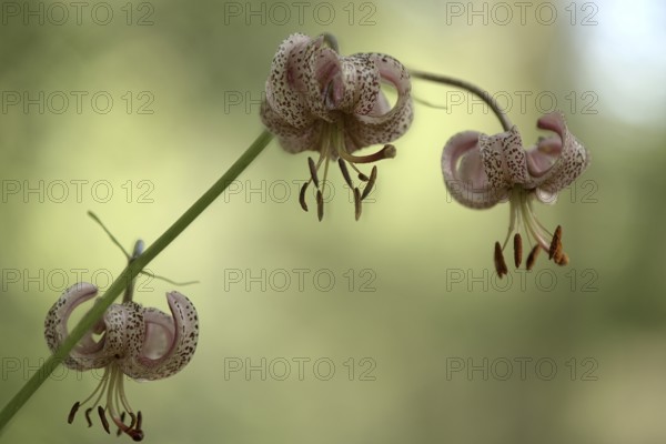 Turk's cap (Lilium martagon), with three distinctive flowers, Upper Bavaria, Bavaria, Germany,