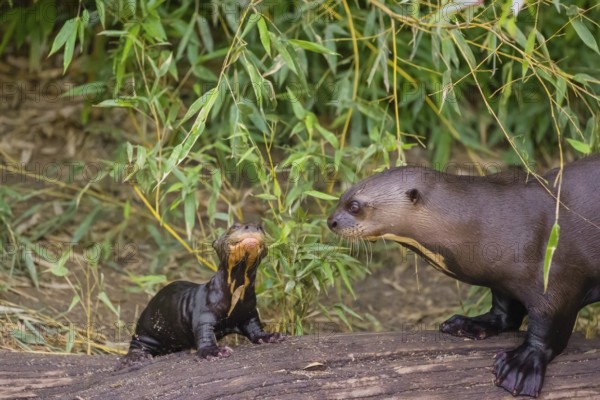 A two-year-old giant otter or giant river otter (Pteronura brasiliensis) cares for a 2-month-old