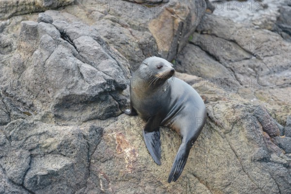 New Zealand Fur Seal Pup (Arctocephalus forsteri), Otago Peninsula, South Island, Otago, New
