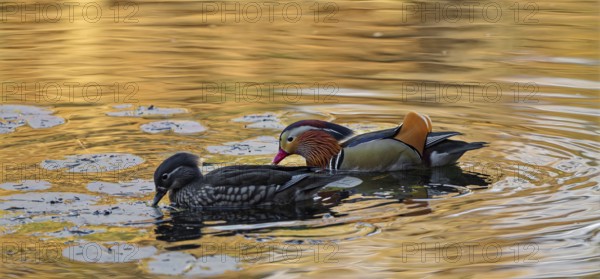 Mandarin ducks (Aix galericulata), male and female, swimming, intense colouring of the water due to