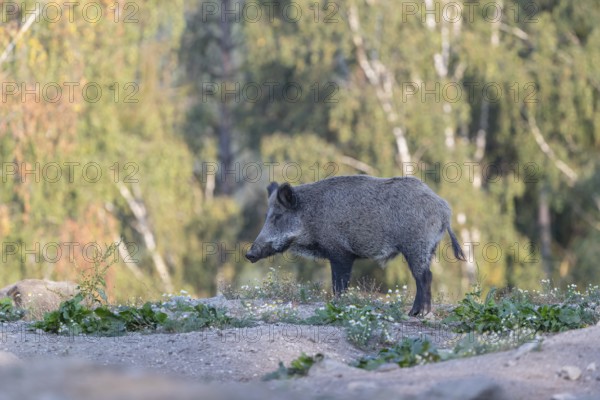 One adult wild boar or wild pig (Sus scrofa) walking over an opening with a forest in first