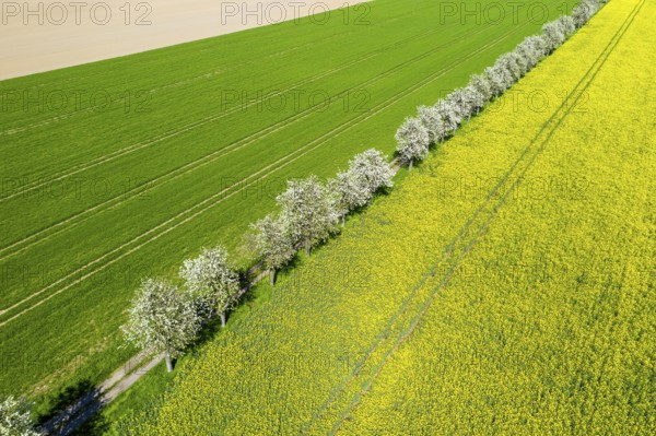 Aerial view of a rape field (Brassica napus) in bloom and a field path with blossoming fruit trees,