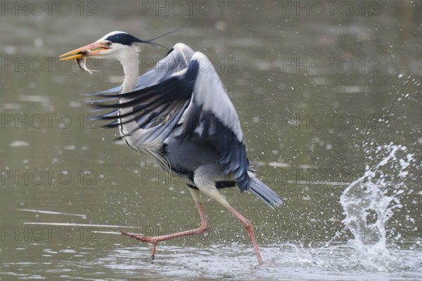 A grey heron (Ardea cinerea) in the water with a fish in its beak, flapping its wings in a dynamic
