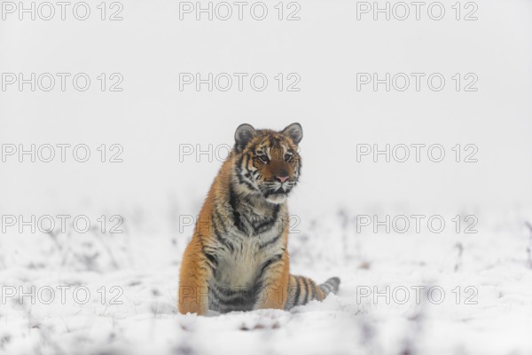 One young Siberian Tiger, Panthera tigris altaica, running over snowy meadow with dense fog in the