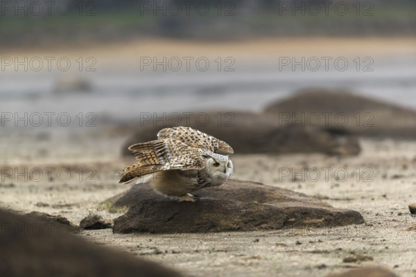 One Siberian Eagle Owl (Bubo bubo sibiricus) landing on a rock at a dry lakeshore on an autumnal
