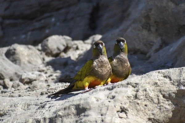 Free-living rock parakeets (Cyanoliseus patagonus) in the world's largest parrot colony in