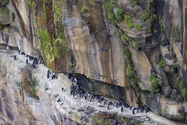 Guillemot (Uria aalge) and razorbill (Alca torda), small colony on a rock band in an overgrown
