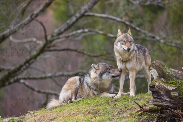 Two eurasian gray wolves (Canis lupus lupus), the alpha couple, stand on top of a small hill. He